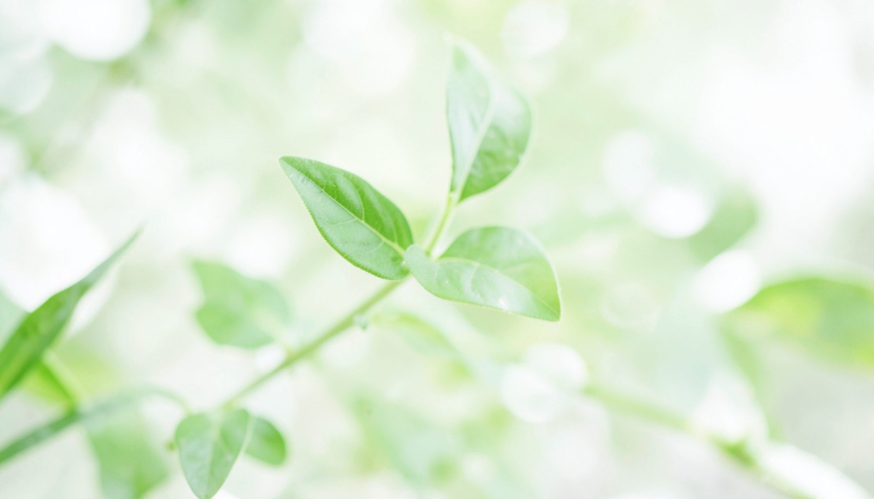 A calm scene with soft green and white tones suggesting wellness, featuring simple plant leaves and gentle natural light