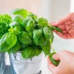 Growing Basil Fomanka at Home: Tips for Successful Cultivation