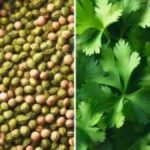 Koriandri vs. Cilantro: Understanding the Differences and Best Uses