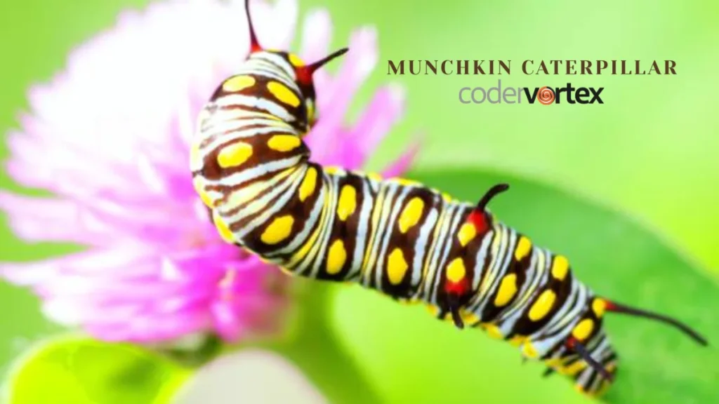 munchkin caterpillar