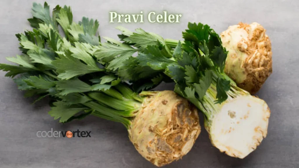 Pravi Celer